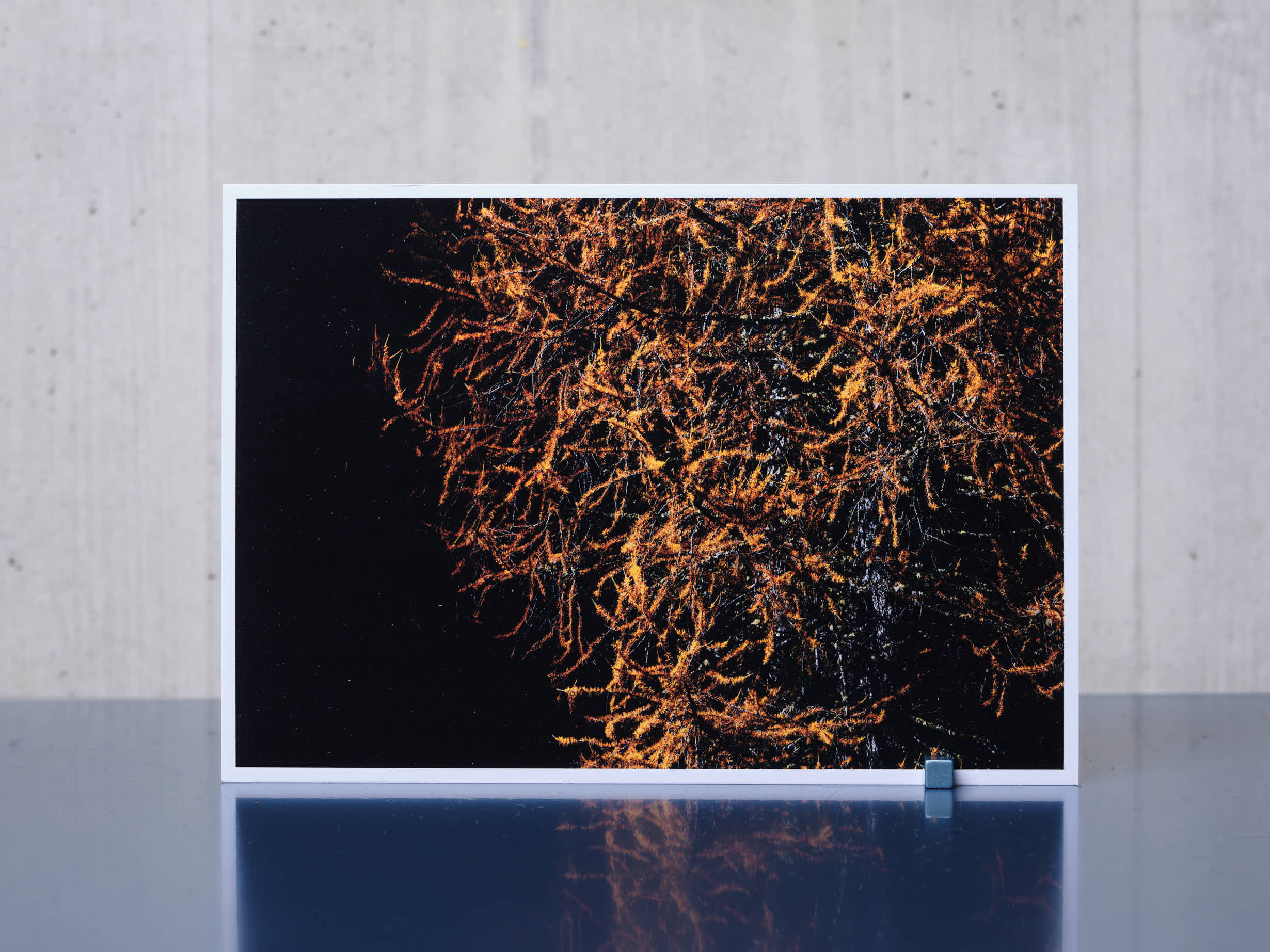 Postkarte LÄRCHE A6