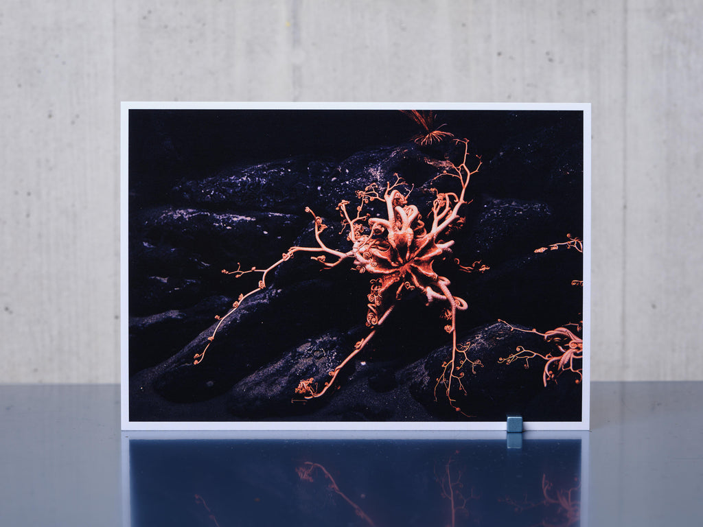 Postkarte TIEFSEE A6