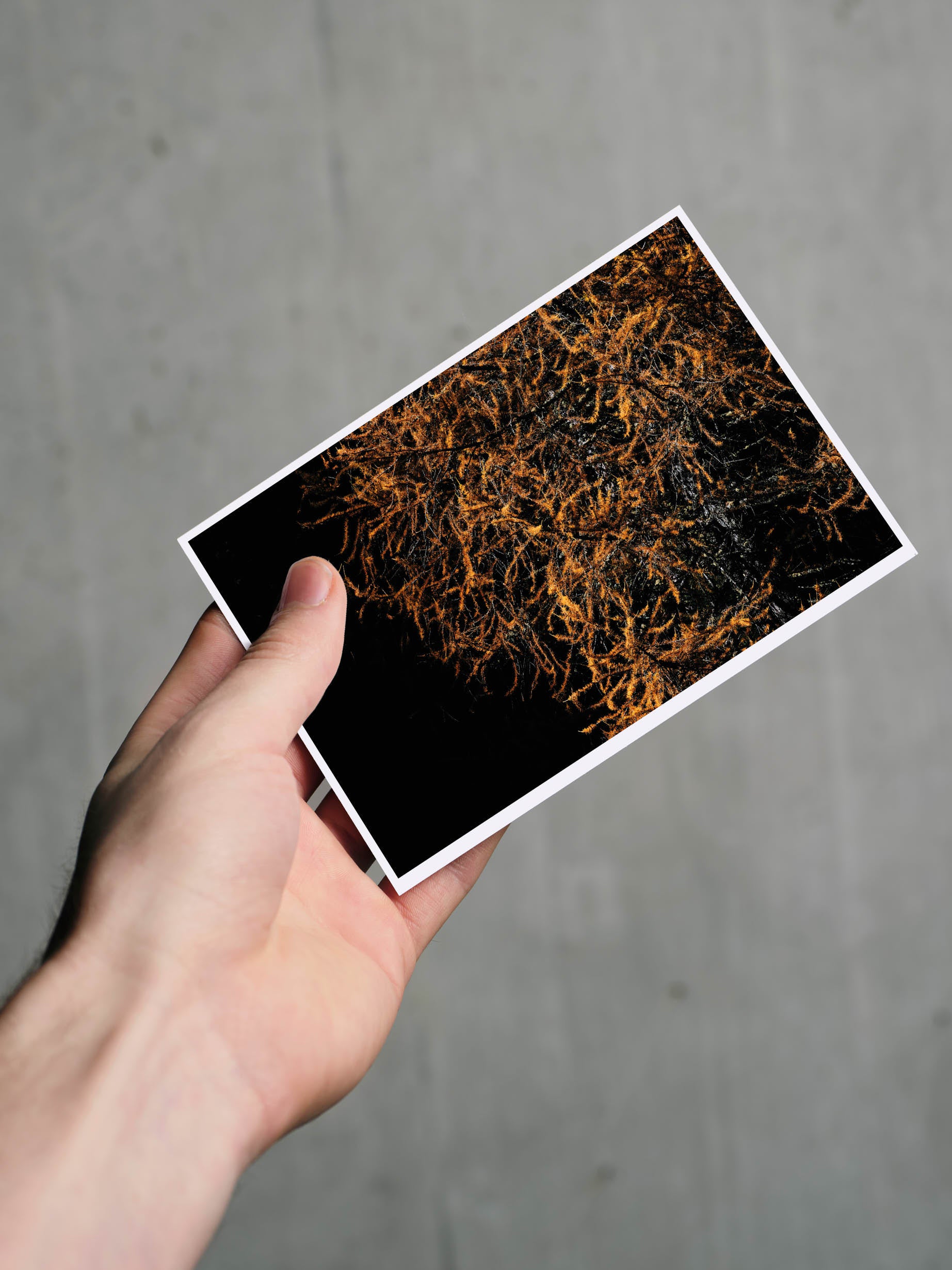 Postkarte LÄRCHE A6