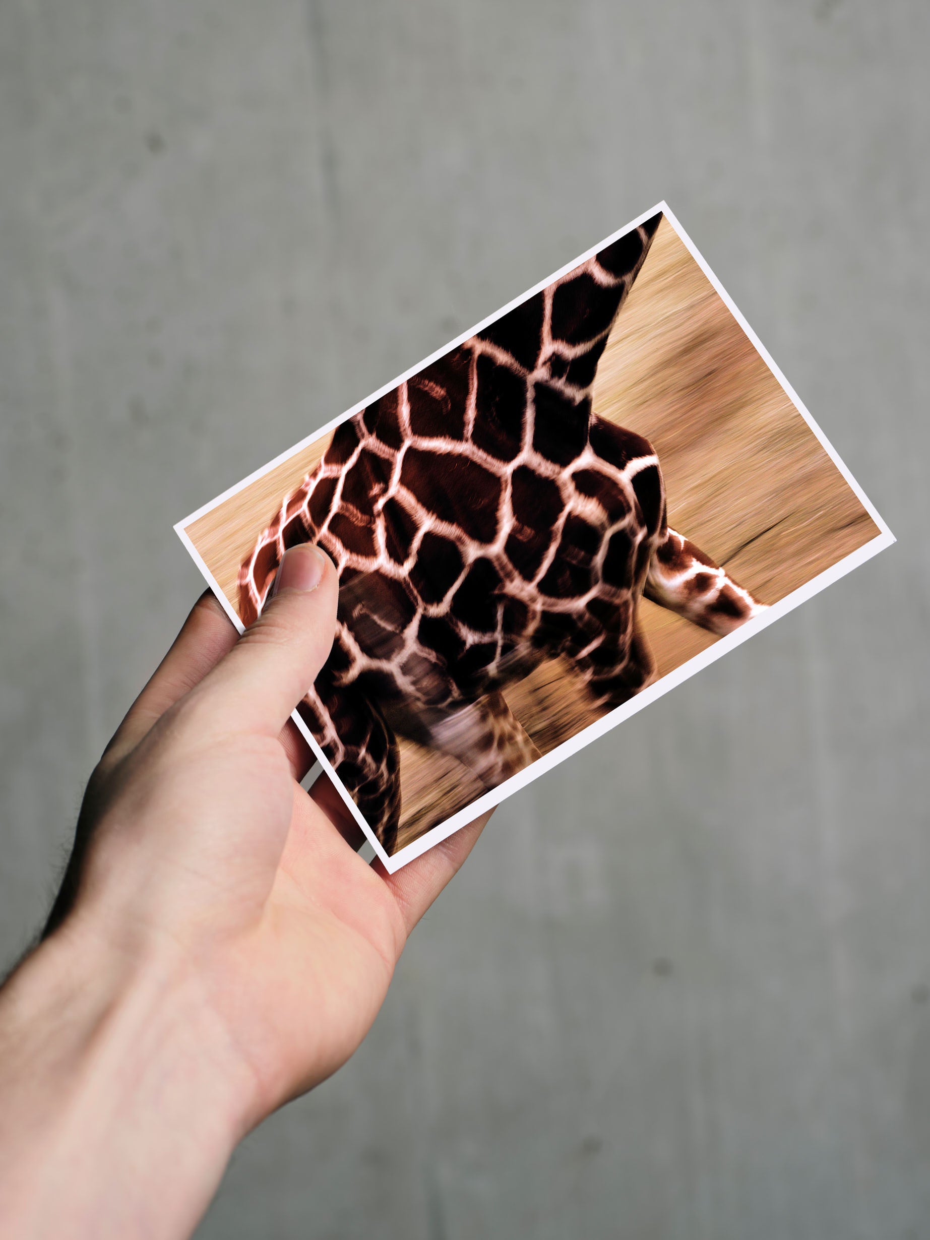 Postkarte GIRAFFE A6