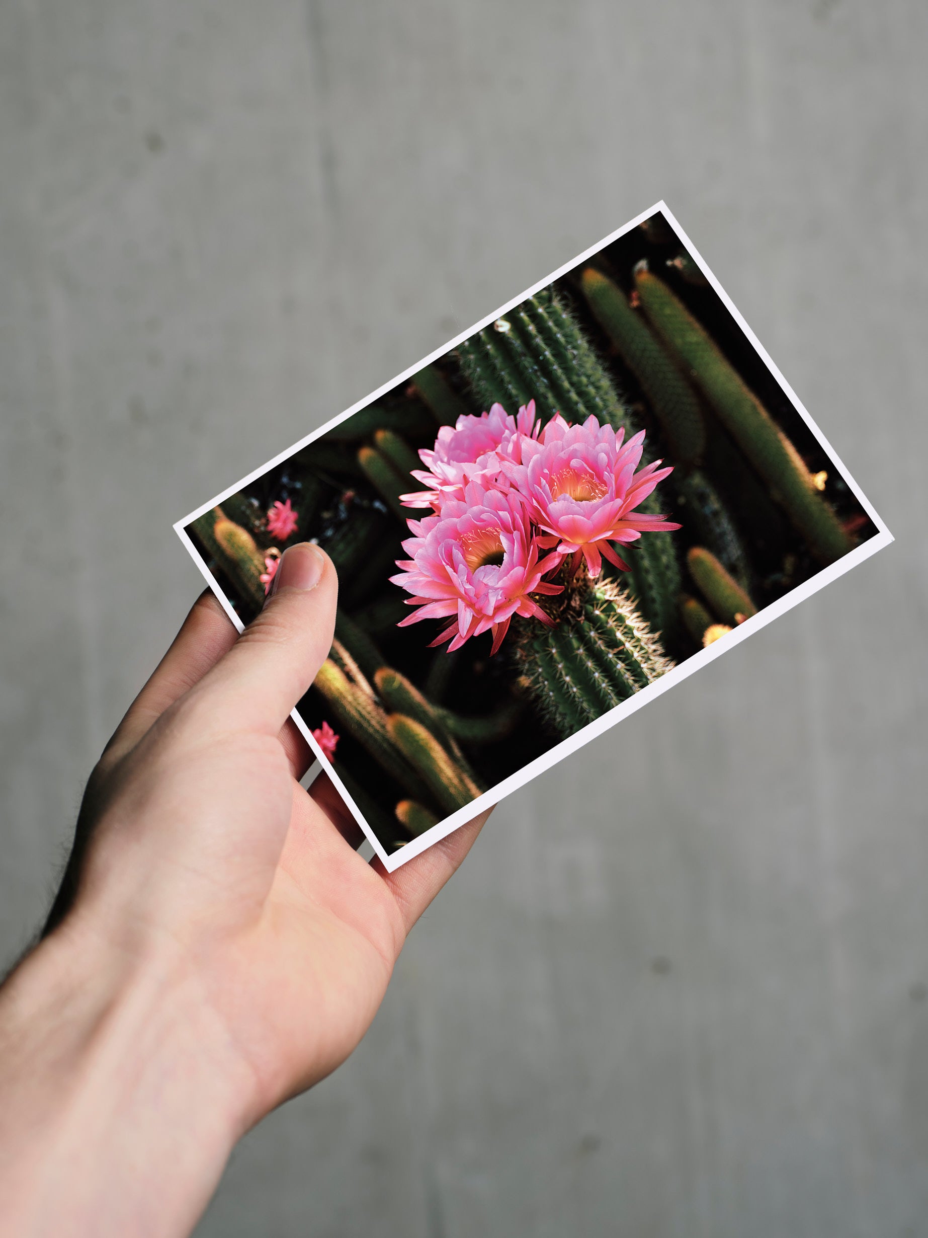 Postkarte BLÜTE A6