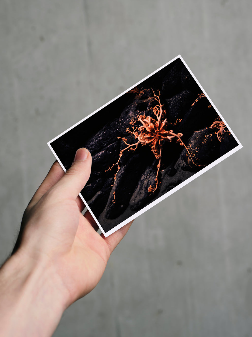 Postkarte TIEFSEE A6